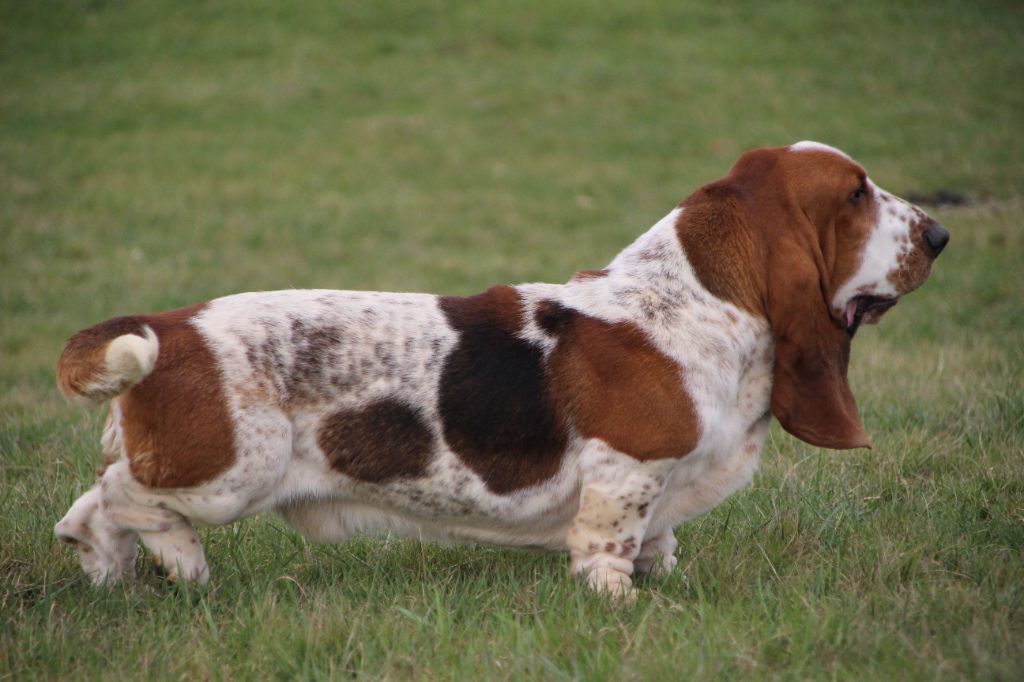 chiens-Basset-Hound-6e4a1d91-f677-3d84-6d2e-e3176449505a_min