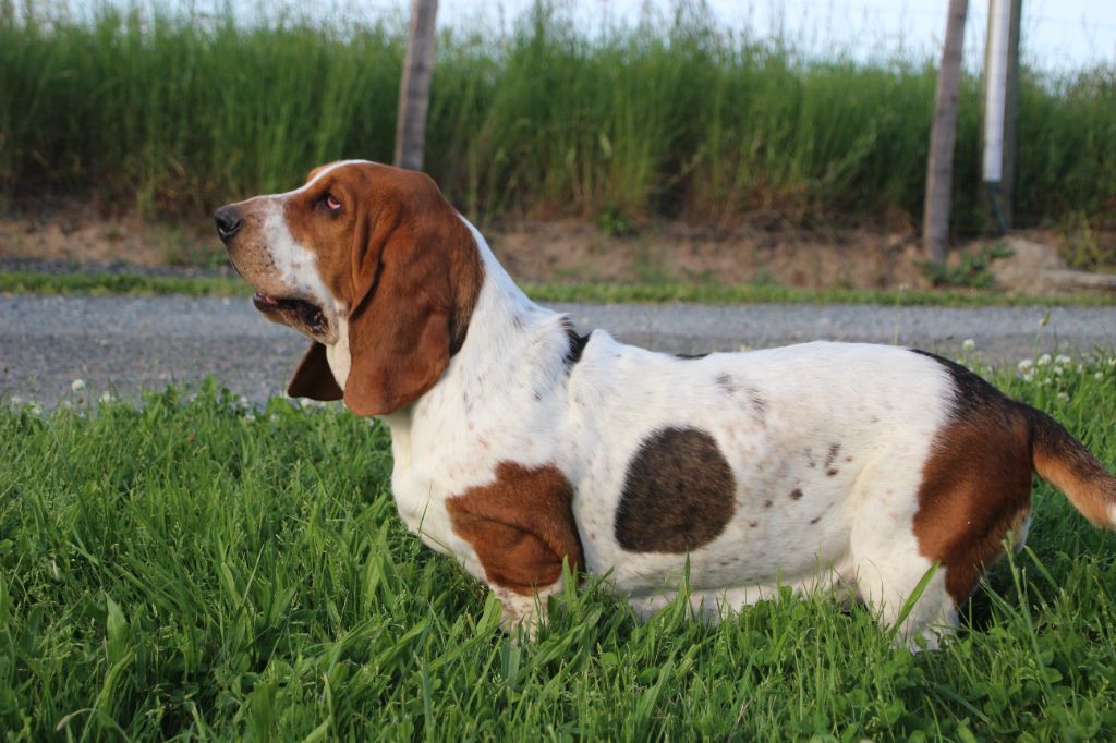 chiens-Basset-Hound-7d8d28d6-d909-a1a4-6d2b-29bd0edaac83_min