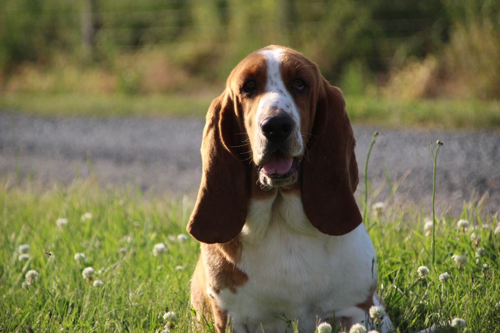 chiens-Basset-Hound-8749c67f-a5e8-dda4-11ae-007e482a154b_min