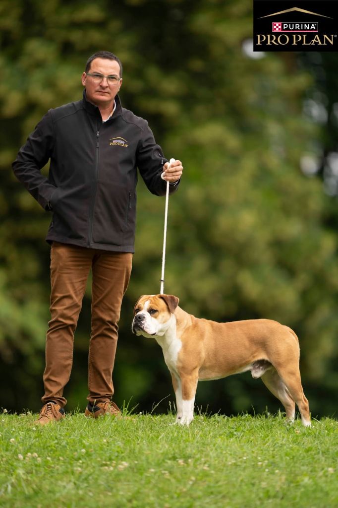 chiens-Bulldog-continental-1bd3b384-c300-4374-3195-190012522341_min