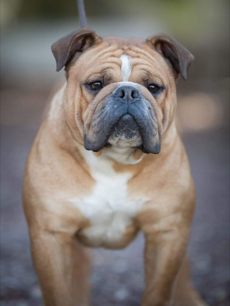chiens-Bulldog-continental-45e27a90-8722-2674-1162-a71a54ad2846_min