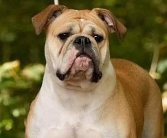 chiens-Bulldog-continental-63d809ee-178f-4c64-f9b5-6c291bf71e6b_min