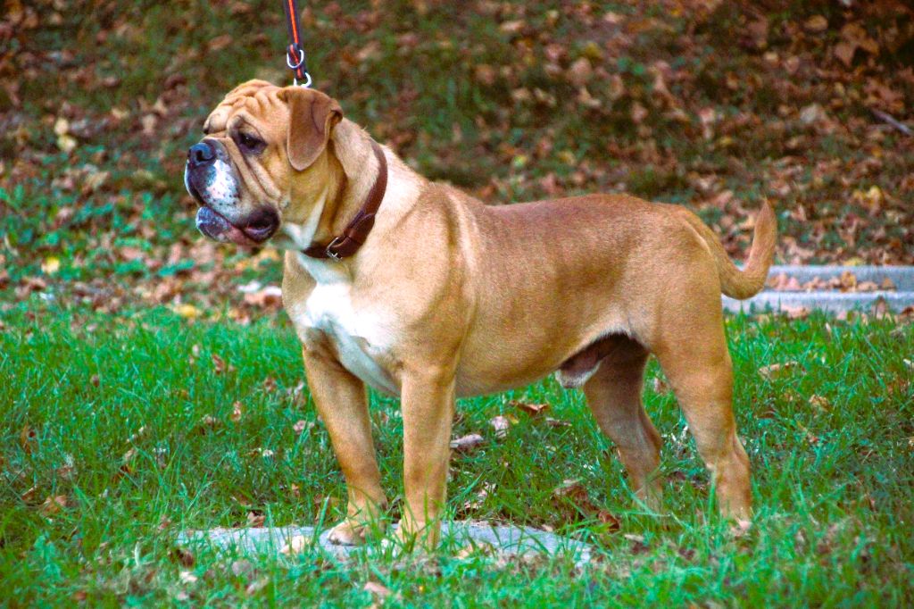 chiens-Bulldog-continental-a215f272-d853-e534-6950-a4a6e5d73518_min