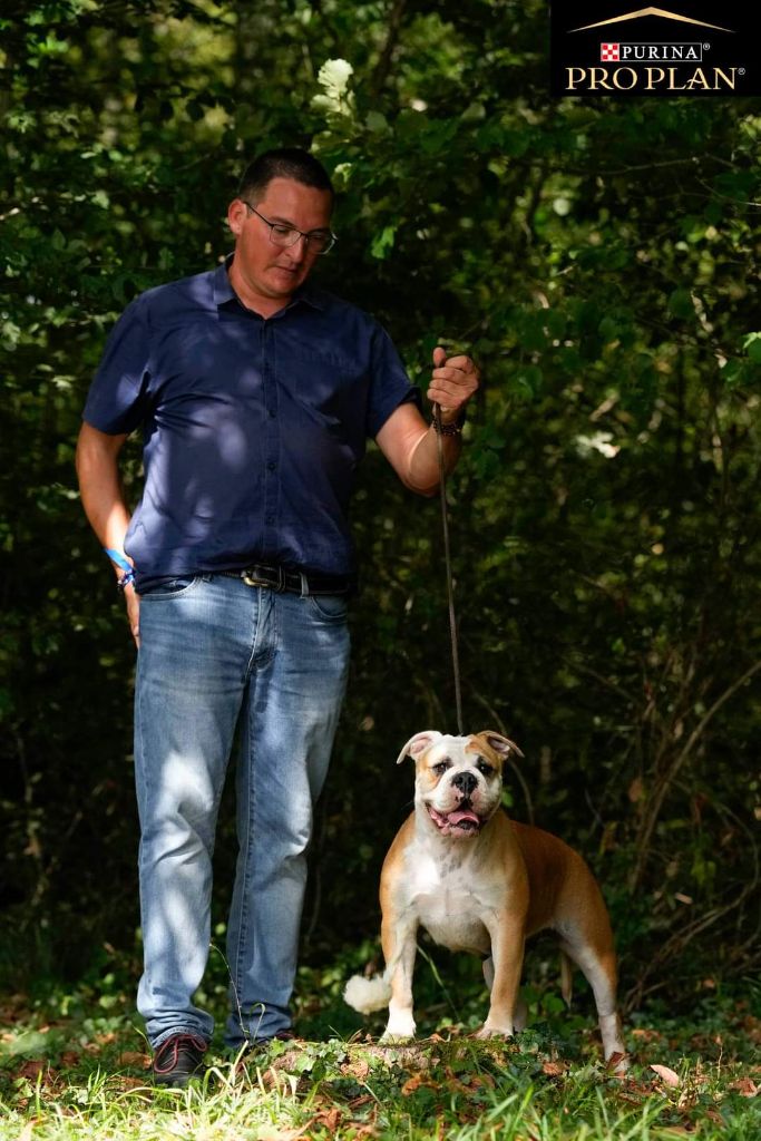 chiens-Bulldog-continental-ccdd97eb-5bf1-ede4-015e-2bc7d1be3c1e_min