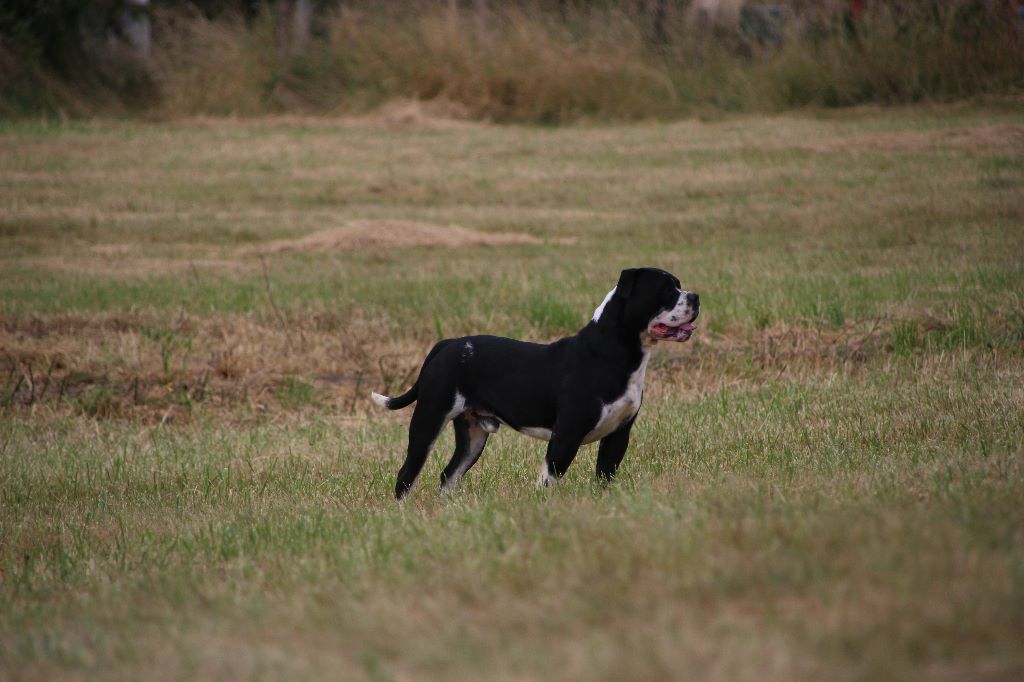 chiens-Bulldog-continental-d0dcc2a9-3678-3c74-259a-c19919d6f802_min