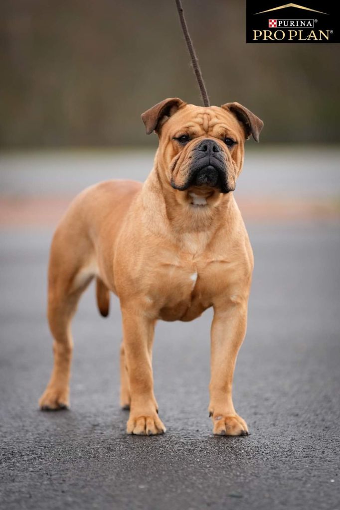 chiens-Bulldog-continental-d6669506-698d-ab24-a5e3-e96a82dc8f78_min