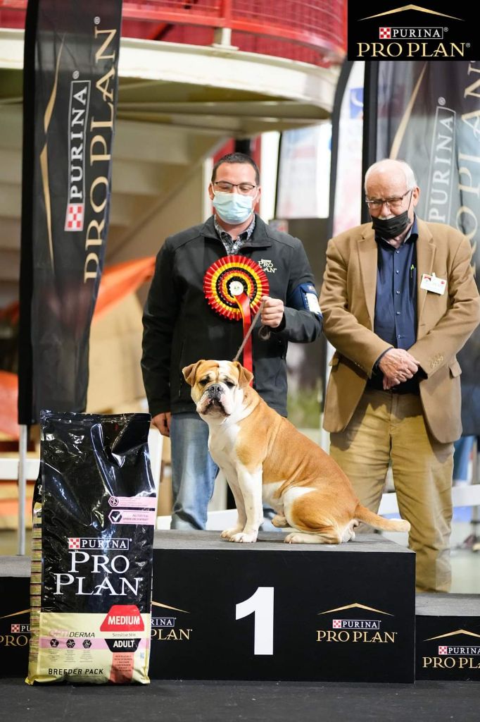 chiens-Bulldog-continental-f5fe161c-743e-e084-b5de-2313906bfbbf_min