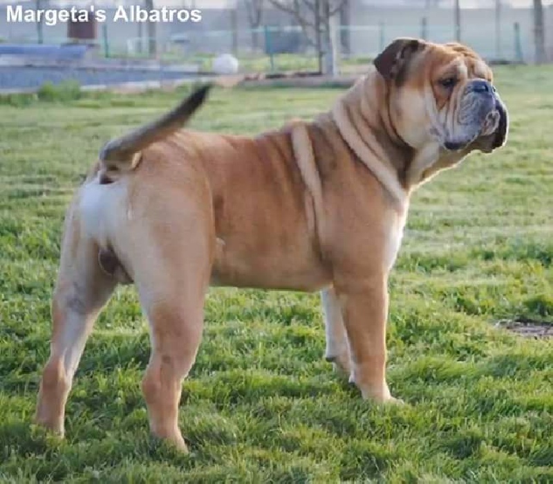 chiens-continental-Bulldog-70db96fc-d9dd-8ee4-c9bc-aab38824b2d3